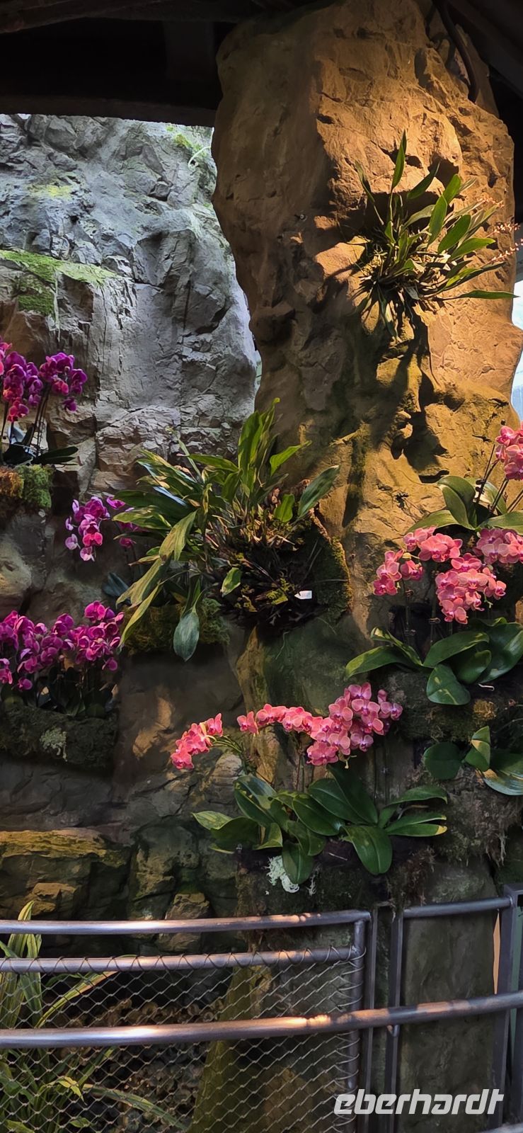 National Orchid Graden - Singapur