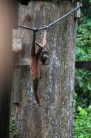 Orang Utan Mädchen