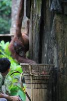 Orang Utan Mädchen