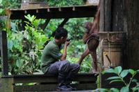 Orang Utan Mädchen