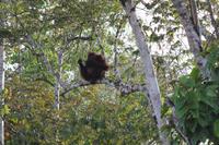 Orang Utan