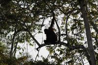 Orang Utan