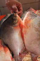 Piranhas