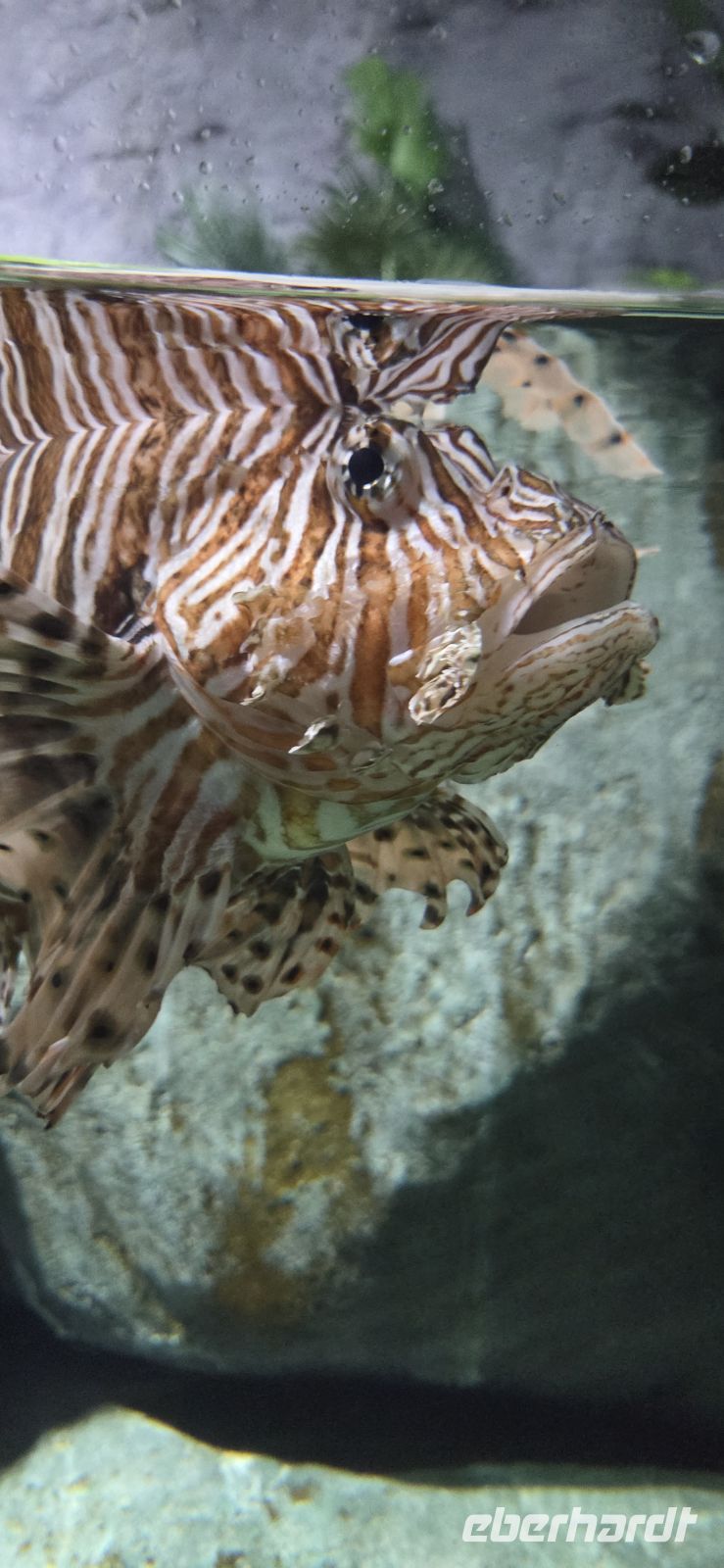 Singapore Oceanarium - Sentosa Island 