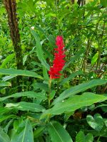Singapur - Orchideengarten