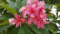 Singapur, Frangipani