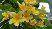 Singapur, Frangipani