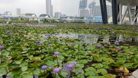 Singapur, Marina Bay