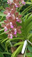 Singapur, Orchideengarten, Duftorchidee