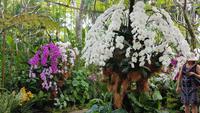 Singapur, Orchideengarten
