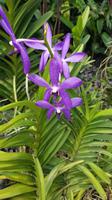 Singapur, Orchideengarten