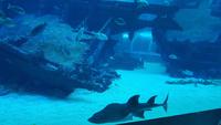 Singapur, Sentosa, Aquarium