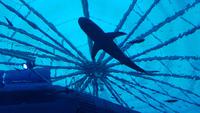 Singapur, Sentosa, Aquarium