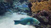 Singapur, Sentosa, Aquarium