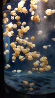Singapur, Sentosa, Aquarium