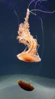 Singapur, Sentosa, Aquarium