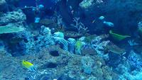 Singapur, Sentosa, Aquarium