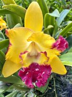 Tag 4 - Cattleya