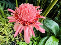 Tag 4 - Etlingera