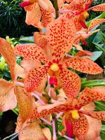 Tag 4 - Vanda