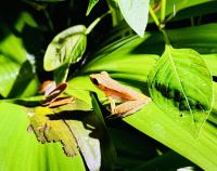 Tag 8 - Laubfrosch 
