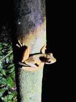 Tag 8 - Laubfrosch 