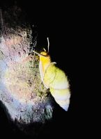 Tag 8 - Schnecke 