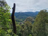 Taman Nagara - Wanderung zum Teresek Hill 