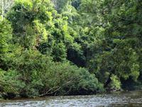 Taman Negara - Dschungeltrekking