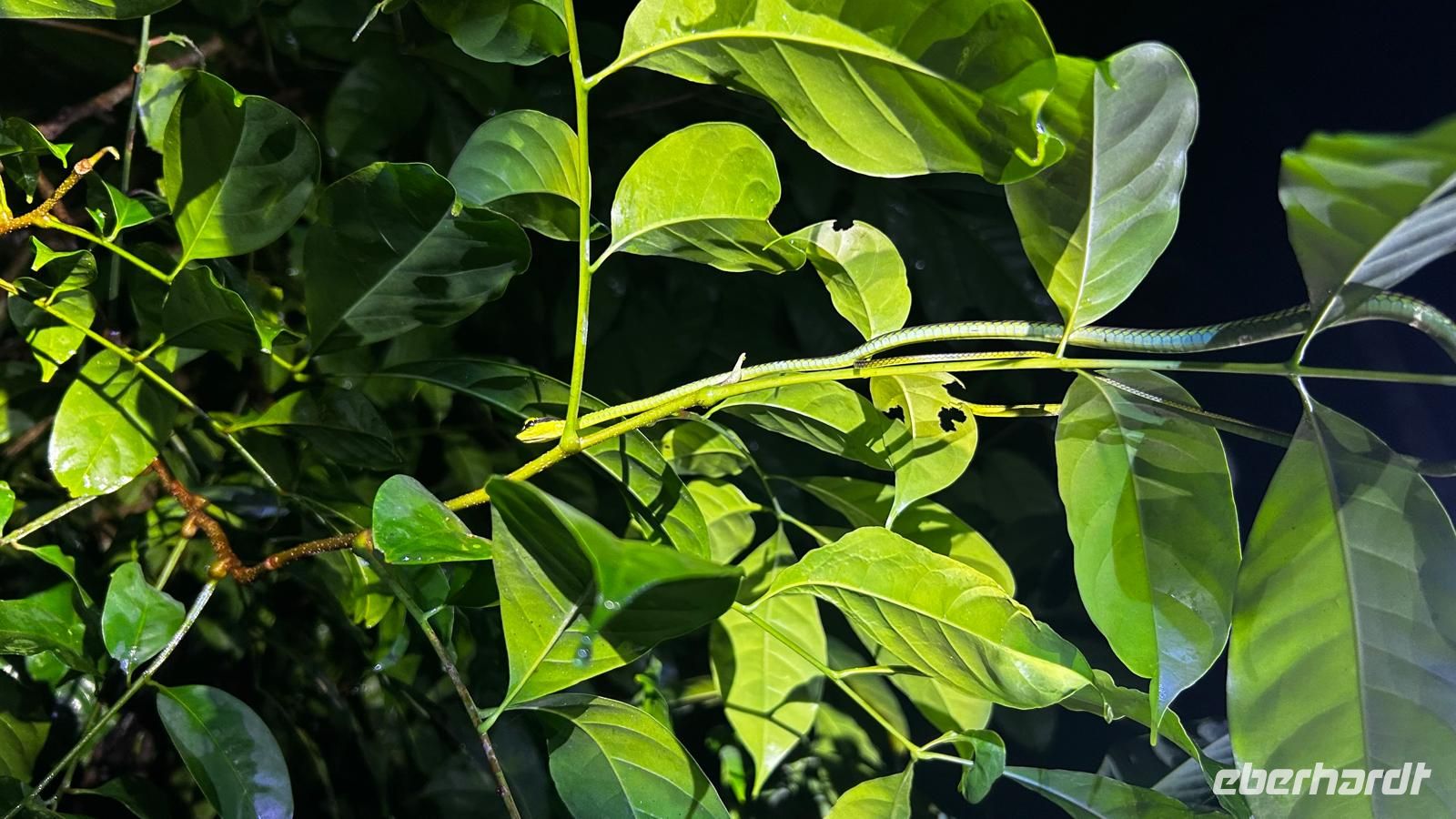 Taman Negara Nachtwanderung