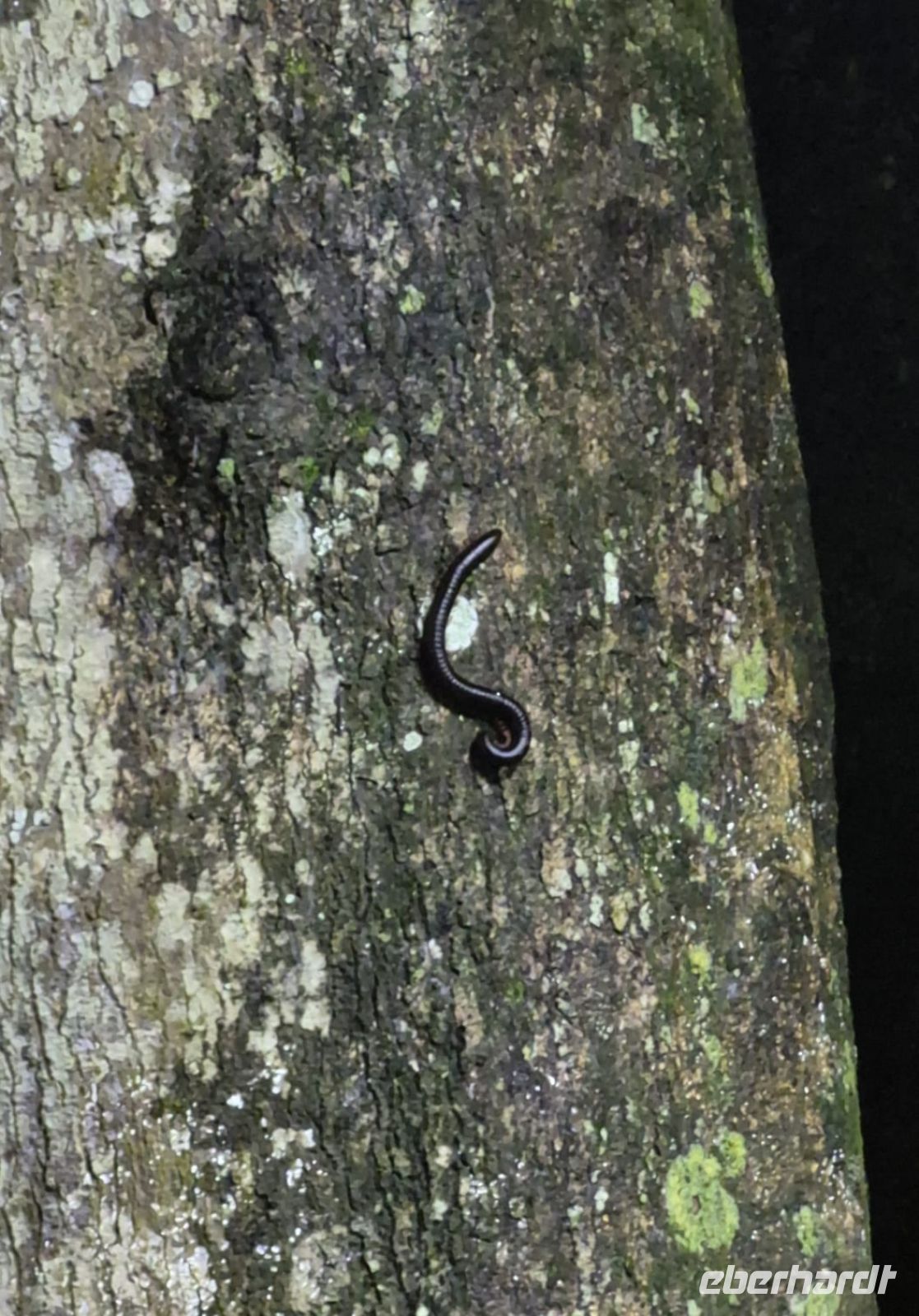 Taman Negara Nachtwanderung