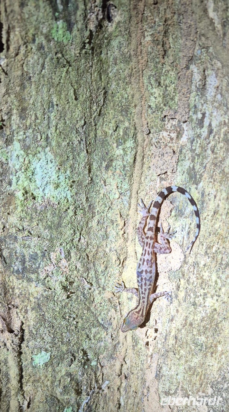 Taman Negara Nachtwanderung