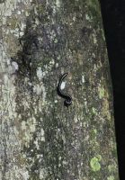 Taman Negara Nachtwanderung