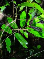 Taman Negara Nachtwanderung