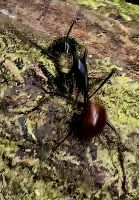 Termite