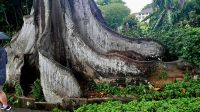 Urwaldriese im Fort Canning Park in Singapur