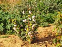 Gozo - Ggantija Tempel in Xaghra