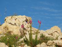 Gozo - Ggantija Tempel in Xaghra