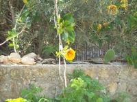 Gozo - Ggantija Tempel in Xaghra