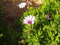 Gozo - Ggantija Tempel in Xaghra