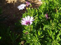 Gozo - Ggantija Tempel in Xaghra
