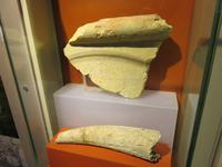 Archäologische Fundstücke 