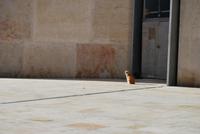 Katze in Valletta