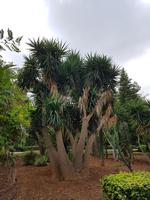 28_San Anton Garten in Attard 