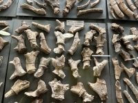 Malta - Ghar Dalam - Höhle und Museum