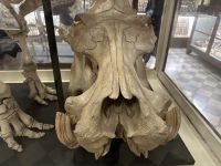 Malta - Ghar Dalam - Höhle und Museum