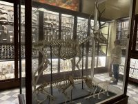 Malta - Ghar Dalam - Höhle und Museum