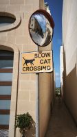 Katzenschutz auf Gozo  &ndash; &copy; Beate Klingebiel (Eberhardt TRAVEL)