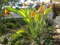 IMG_2294 Blüten im Upper Barraca Gardens &ndash; &copy; Kerstin Veit (Eberhardt TRAVEL)