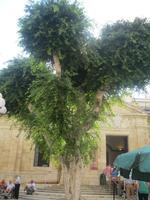 IMG_2300 Rotkehlchen Nistplatz mitten in Valetta &ndash; &copy; Kerstin Veit (Eberhardt TRAVEL)